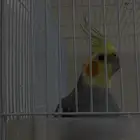 ببغاء كروان