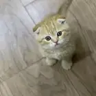 بيع