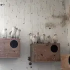 غرفه انتاج طيور روز و كروان و كناري و طيور حب