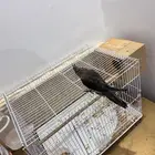 طيور الكروان