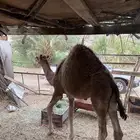 قعود كفو مسكت الموقع بيشه