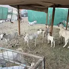 عرض وبيع مقاني بيشيات جفار صنف الصنف