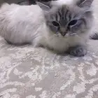 قطة هملايا