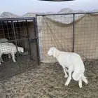 خروف فاخر