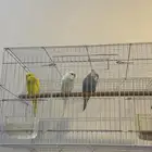سلام عليكم اعرض لكم طيور