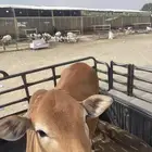 حسيله لبنيه