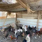 للبيع دجاج مشكل شرط