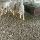 طليان حرية نظيفة على الشرط