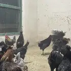 ديوك بلدي