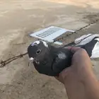 حمام قلابي يرقى