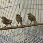 كناري