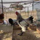 دجاج براهما أصلي
