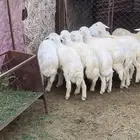 طليان ذبايح