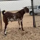 تيس مشروع فحل( تم البيع )