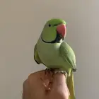 ببغاء دره اليف ومتكلم