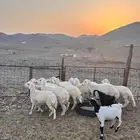 طليان ورخال