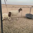 نعيم والد