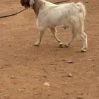 تيس فحل هجين بورقيت