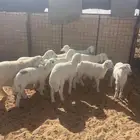 خرفان