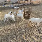 رخال سواكني تيلاد