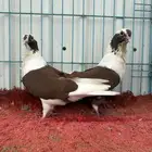 زوج بربريسي احمر