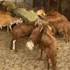 طليان ذبايح سواكن