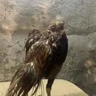 ديك باكستاني ميوالي للبدل فقط