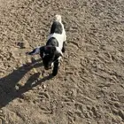 39 راس ضان ومعزا تحتها 4