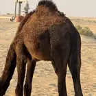 حاشي للبيع قعود في بقيق