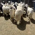 خرفان  ورخال اضاحي فاخرة ما شاء الله تبارك الله