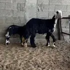 نجدية ثنيه معها خروف (تم البيع)