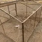 شبك طيور