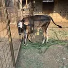 عجل هولندي