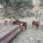 6 من المعزا دفيع