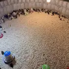صوص   دجاج بلدي