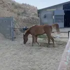 مهره شعبيه كفو