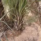 يوجد لدينا نخل البيع الموقع شقرا ساجر الدودمي عفيف