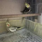 جوز كروان فراشة