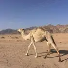 للبيع الناقه