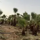 يوجد واشنطنية العمر18سنة الاطوال مختلفة3متر4متر5متر
