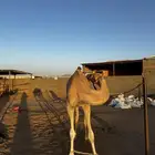 قعود حق بدو للبيع