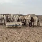 حشو تربية