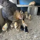 دجاجة بلدي معها 20 صوص بينها 3 ناجازاكي