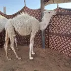 بكره رماح