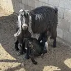 تيس فحل وعنز متاومه