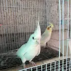 طيور للبيع