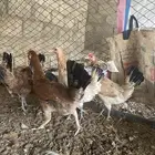دجاج بلدي بياض تم البيع