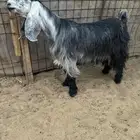 للبيع معزا عوارض خصصم