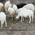 مقاني مراح واحد