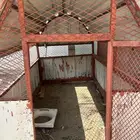 شبك